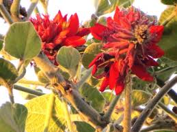 Image result for Erythrina livingstoniana