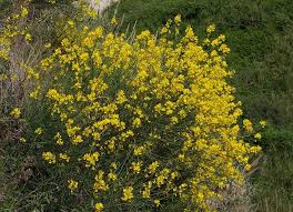 Image result for Spartium