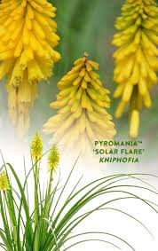 Pyromania Solar Flare Red Hot Poker Kniphofia Hybrid Proven Winners Yellow Plants Drought Tolerant Perennials Deer Resistant Perennials