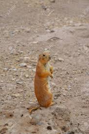 Image result for Cynomys ludovicianus obrázek