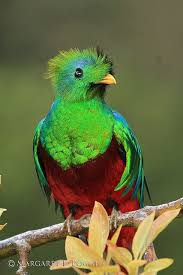Birds That Start With Q Male Resplendent Quetzal Close Up Birds Pretty Birds Colorful Birds