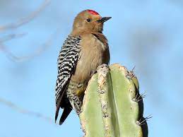 In their mexican homeland, the succulents are used to rare but heavy downpours. Gila Woodpecker Ebird