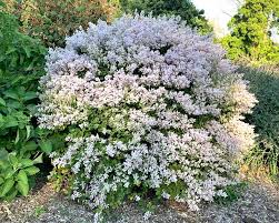 Image result for Tetradenia galpinii
