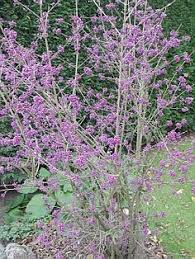 Callicarpa Bodinieri Profusion Tuin Ideeen Tuin Planten