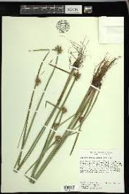 Image result for Schoenoplectiella mucronata