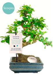 These include maple, elms and gingko. Twisty Style Tea Tree Flowering Indoor Bonsai Scorpio Birthday Gift