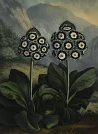 Pin By Florian Ricordel On Art Framed Art Prints Botanical Art Vintage Botanical Prints