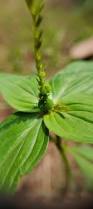 Image result for Spigelia anthelmia