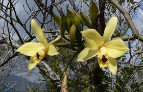 Image result for Malaxis weberbaueriana