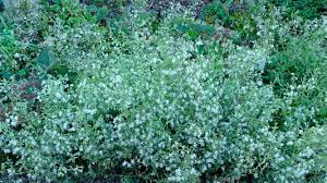 Image result for Silene abyssinica