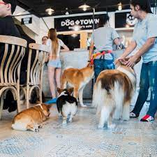 cuddle with corgis huskies and more at dog in town pet cafe in bangkok shout pet cafe dog cafe indoor dog park