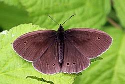 Image result for Aphantopus hyperantus