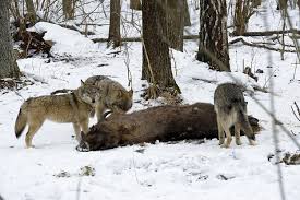Aliexpress carries many elephant foot related products, including leggings met. Chernobyl Wolves How They Live And Look The Wolves In Chernobyl
