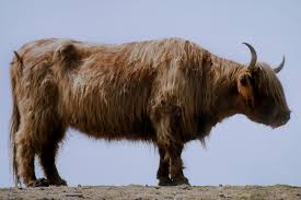 Image result for yak