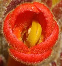 Image result for Harveya