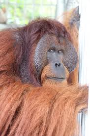 Learn about the ways wwf works to conserve a future where people live in harmony with nature. Orangutan Of The Month For Jan 2019 Jono Official Orangutan Foundation International Site