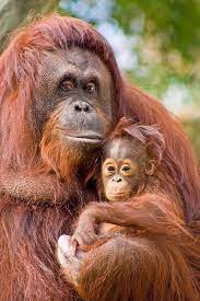 Orangutans Orangutan Orangutang Monkey