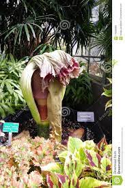 Wilted Corpse Plant Flower Stock Image Image Of Rare 118269663 Planting Flowers Plants Wilted