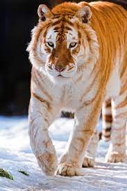 Golden Tabby Tiger Natureisfuckinglit In 2020 Golden Tabby Tiger Golden Tabby Tiger Wallpaper