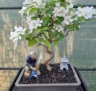 20-year-old Ficus Tree: Bonsai or Not?