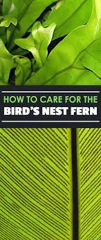Birds Nest Fern How To Grow And Care For Asplenium Species Epic Gardening Bird Nest Fern Bird Nest Ferns Care