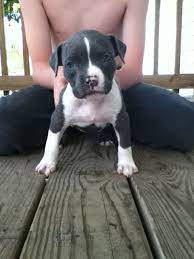 Free Classifieds Hoobly Classifieds Pitbull Puppies Pitbull Puppies For Sale Cute Puppies