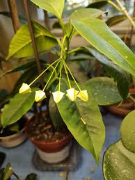 Image result for hoya multiflora
