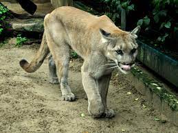 Pumas vs club santos soccer game. Pumas Sind Ausgezogen Alfred Brehm Haus Wird Umgebaut Friedrichsfelde