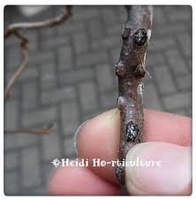 Image result for Aeollanthus neglectus