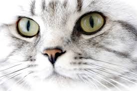 Learn when your feline might need medical attention. Why Is My Cat S Nose Dry