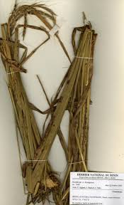 Image result for Ischaemum amethystinum