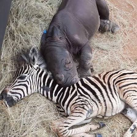 Tytan and Notty are still the very best of friends. In fact, the Keepers  describe them as twins. The little rhino and the little zebra do not seem  to see each other