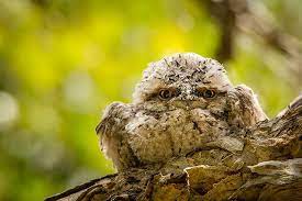 Tawny Frogmouth Cute Owl Baby Owls Owl