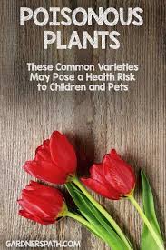 Poisonous Plants 11 Common Varieties Are A Health Risk Poisonous Plants Gardening Health Plants
