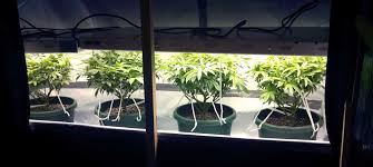 Jul 03, 2018 · t8 and t12 get brighter up to an ambient temperature of about @ degrees, and grow progressively dimmer at higher temperatures. Using T5 Grow Lights For Cannabis Cultivation Grow Weed Easy