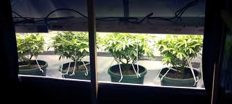 These are highly efficient light fixtures for indoor growing. Cannabis Grow Light Breakdown Heat Cost Yields Grow Weed Easy