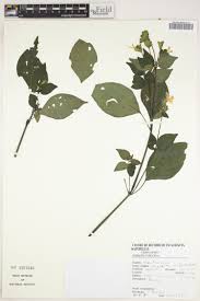 Image result for Monanthotaxis orophila