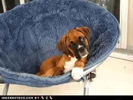 574 transparent png illustrations and cipart matching cat head. Goggie Gif Wut Iz Wrong Wif U I Has A Hotdog Dog Pictures Funny Pictures Of Dogs Dog Memes Puppy Pictures Doge
