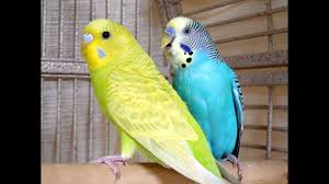 Birds That Start With I If Your Budgies Don T Chirp Playing This Video Will Help Lonely Birds S In 2020 Budgies Parrot Toys Parakeet