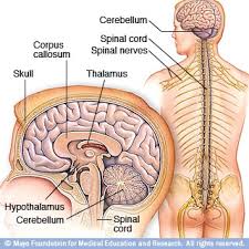 Practical ways to keep your mind sharp. Slide Show How Your Brain Works Mayo Clinic