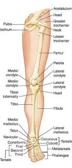 Malleolus definition, the bony protuberance on either side of the ankle, at the lower end of the fibula or of the tibia. Milk Leg Definition Of Milk Leg By Medical Dictionary Medical Terms Leg Anatomy Medical Dictionary