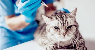 Learn vocabulary, terms and more with flashcards, games and other study tools. Side Effects Of Injectable And Oral Steroids In Cats Trudell Animal Health