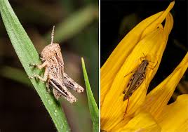Grasshopper adds a business line and virtual phone system to your personal phone, starting you're a small business owner, not an office manager. Controlling Grasshoppers In Winter Wheat In The Fall Cropwatch University Of Nebraska Lincoln