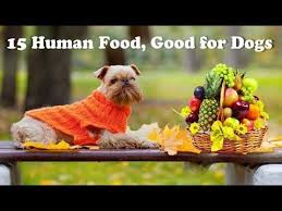 15 Human Foods Good For Dogs Youtube Human Food For Dogs Dog Safe Cake Recipe Human Food