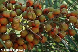 Pdf | butia capitata is a palm tree, wildly harvested from the brazilian savanna and largely used by local communities fruits of butea capitata (mart.) becc. Butia Capitata Pindo Palm Jelly Palm Seeds
