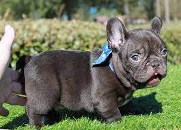 solid chocolate french bulldogs chocolate french bulldog french bulldog puppies bulldog puppies