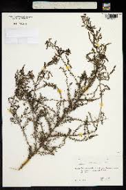 Image result for Suaeda plumosa