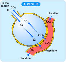 Aerobic respiration is the process by which organisms use oxygen to turn fuel, such as fats and sugars, into chemical energy. Aerobic Respiration In Animals S Cool The Revision Website