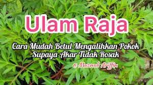 Selain itu, batang aglonema rotundum aceh juga tidak lurus, padahal batang setelah itu, siapkan pot yang diisi media tanam dengan campuran tanah hitam, sekam padi bakar, dan pupuk kompos. Ulam Raja Tips Mudah Supaya Pokok Ulam Raja Sentiasa Sihat Merimbun Youtube