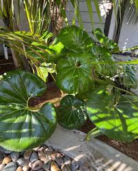 Image result for Farfugium japonicum